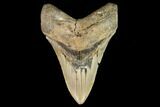 Fossil Megalodon Tooth - North Carolina #109721-1